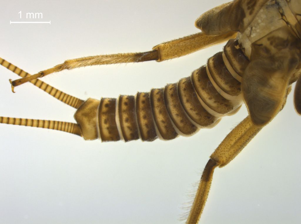 Brachyptera braueri